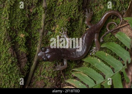 An arboreal salamander (Aneides lugubris) in Mount Madonna county park in Santa Clara county in California. Stock Photo