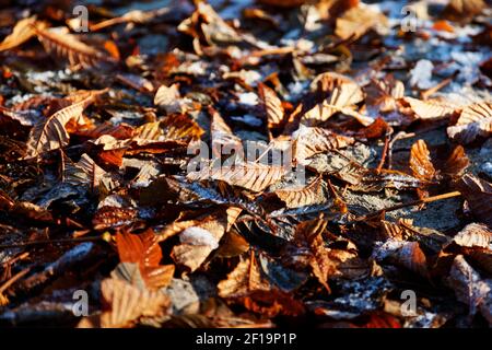 lots of autumn leaves and ice lie on the ground Stock Photo