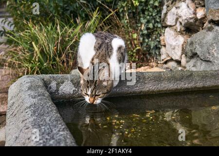 stray cat drinks from a stone bowl in an old park Stock Photo