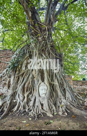 Head of Sandstone Buddha in The Tree Roots at Wat Mahathat, Ayutthaya, Thailand Stock Photo