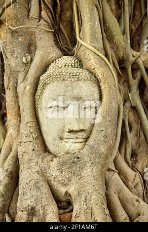 Head of Sandstone Buddha in The Tree Roots at Wat Mahathat, Ayutthaya, Thailand Stock Photo