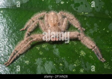 A David Bowie huntsman spider (Heterpoda davidbowie) sits on a leaf in the rainforest in Sabah, Malaysia. Stock Photo