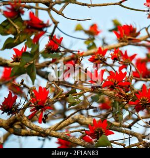 Close up of   flower plant and clear sky Stock Photo