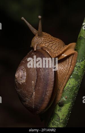 A very large helcinan snail from Sabah, Malaysia in the tropical forest of danum valley in Borneo. Stock Photo