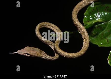 A tan morph of the Asian vine snake (Ahaetulla prasina) an arboreal reptile in Sabah, Malaysia at Danum Valley conservation area in Borneo. Stock Photo