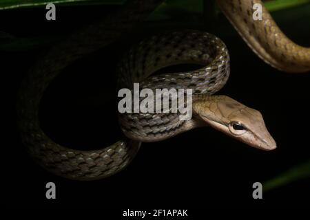 A tan morph of the Asian vine snake (Ahaetulla prasina) an arboreal reptile in Sabah, Malaysia at Danum Valley conservation area in Borneo. Stock Photo