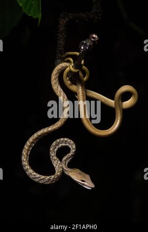 A tan morph of the Asian vine snake (Ahaetulla prasina) an arboreal reptile in Sabah, Malaysia at Danum Valley conservation area in Borneo. Stock Photo