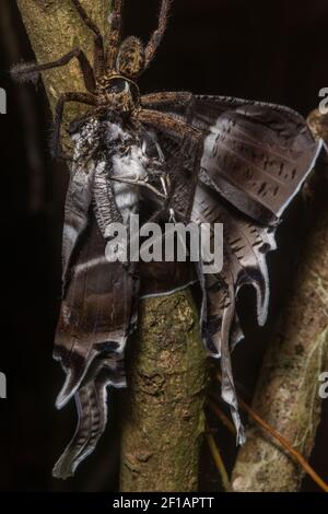 A large huntsman spider holds and eats a giant tropical swallowtail moth (Lyssa menoetius) in the rainforest of Danum Valley, in Sabah, Borneo Stock Photo