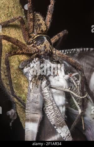 A large huntsman spider holds and eats a giant tropical swallowtail moth (Lyssa menoetius) in the rainforest of Danum Valley, in Sabah, Borneo Stock Photo