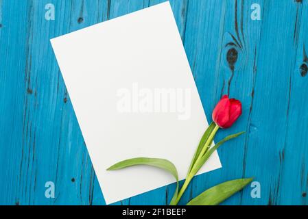 Red tulip on a blue wooden board Stock Photo