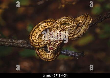 Closeup Photo of a Yellow Snake with Red Spots on the Tree Branch. Wild Nature of Costa Rica. Stock Photo