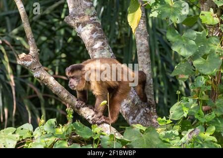 Black-striped capuchin at Porto Jofre in the Pantanal in Mato Grosso, Brazil Stock Photo