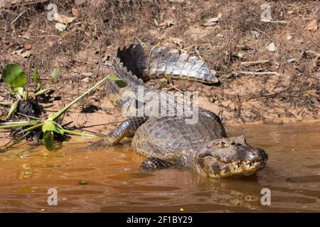 South American Wildlife: A Caiman lying on the banks of the Rio Sao Lourenco in the northern Pantanal in Mato Grosso, Brazil Stock Photo