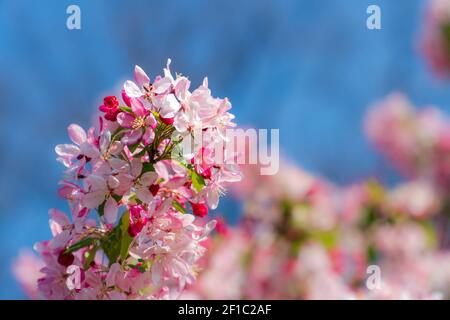 White and pink apple blossoms on an apple tree on a sunny day. Springtime flowers in bloom in front of blue sky. Close-up with beautiful bokeh backgro Stock Photo
