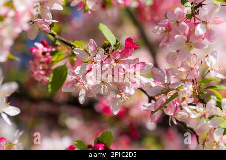 White and pink apple blossoms in sunlight. Springtime flowers in bloom. Close-up with beautiful bokeh background. Stock Photo