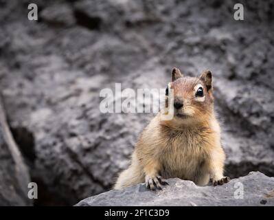 Curious chipmunk scouting outside of his lair, shot on Old Goat Glacier Trail, Kananaskis,, Alberta, Canada Stock Photo