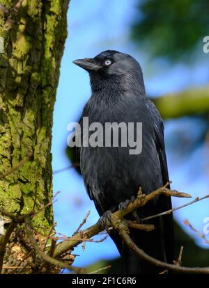 The western jackdaw, also known as the Eurasian jackdaw, the European jackdaw, or simply the jackdaw, is a passerine bird in the crow family. Stock Photo