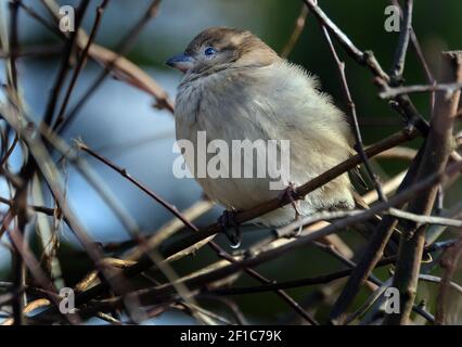 The house sparrow is a bird of the sparrow family Passeridae, found in most parts of the world. Stock Photo