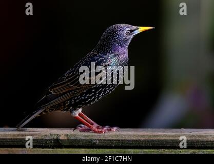 Starlings are small to medium-sized passerine birds in the family Sturnidae. The name 'Sturnidae' comes from the Latin word for starling, sturnus. Stock Photo