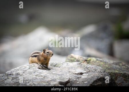 Curious chipmunk exploring, shot at Lake Louise, Banff National Park, Canada Stock Photo