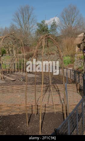 Wigwam or Frame Being Built from Hazel Sticks to Support Climbing Plants and Vegetables in a Potager Garden in Rural Devon, England, UK Stock Photo