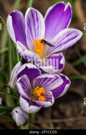 A hover-fly feeding on two early spring crocuses Stock Photo
