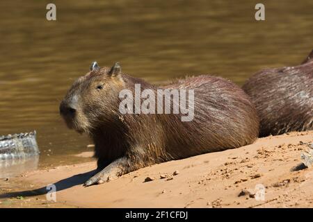 Capybara, the worlds largest rodent, lying on a sandy river bank in the Rio Sao Lourenco in the northern Pantanal in Mato Grosso, Brazil Stock Photo