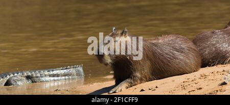Capybara in the northern Pantanal in Mato Grosso, Brazil Stock Photo