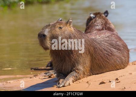 Capybara (the world largest rodent) lying on a river bank in the northern Pantanal in Mato Grosso, Brazil Stock Photo