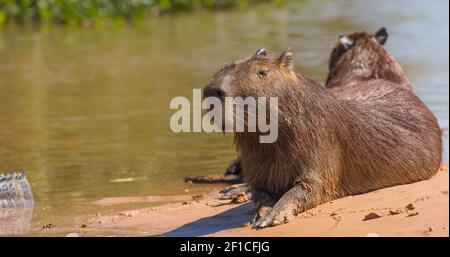 South American Animal: Capybara bathing in the sun in the northern Pantanal in Mato Grosso, Brazil Stock Photo
