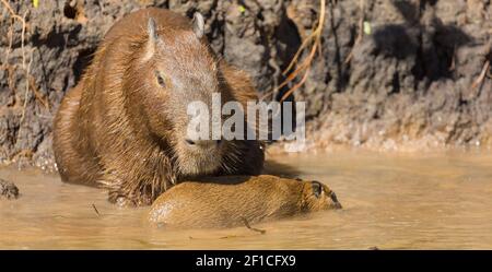 Capybara taking care of his child in the northern Pantanal in Mato Grosso, Brazil Stock Photo