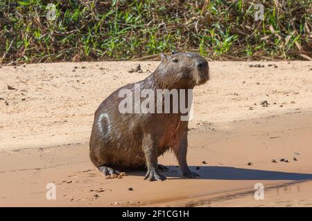 Capybara sitting on the shore of the Rio Sao Lourenco in the northern Pantanal in Mato Grosso, Brazil Stock Photo