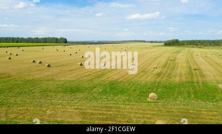 Rural fields after harvesting with round stacks of golden straw are collected in many rolls. Landscape meadow with hay bales after harvest. Stock Photo