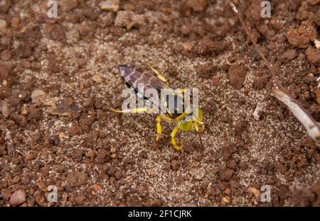 Yellow sand wasp, Bembix palmata, a colourful insect which builds its nest in the ground in Queensland, Australia. Stock Photo