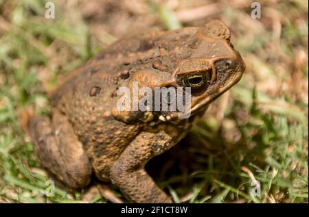 Cane toad, rhinella marina, Queensland Australia. A feral pest, native to central and south America, damaging wildlife and crops in Australia Stock Photo