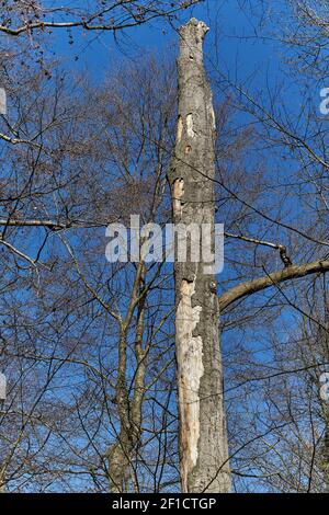 Rotting tree trunk in forest Stock Photo