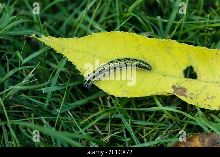 Caterpillar of the Pieris brassicae. Macro with selective focus and shallow depth of field. Stock Photo