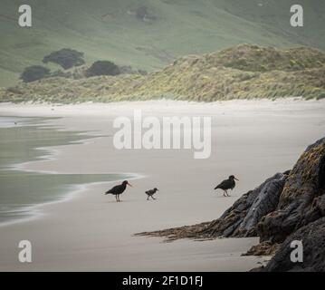 Two birds and their cub walking on the beach. Shot made at Allans Beach, Dunedin, Otago Peninsula, New Zealand Stock Photo