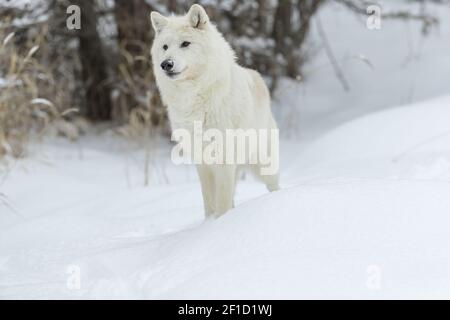 Artic Wolf In The Snow Stock Photo