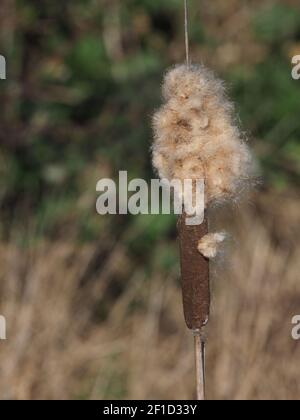 Reed mace Stock Photo