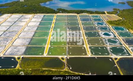 Prawn farm with aerator pump view from above. Bohol, Philippines. The growing aquaculture business continuously threatening the nearby wetlands. Stock Photo