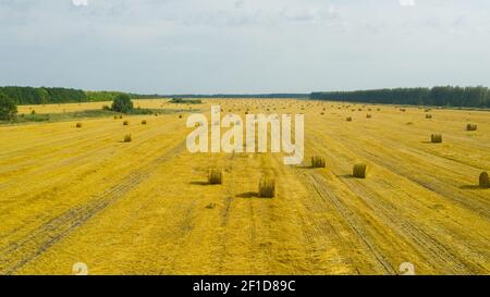 Top view of golden agricultural field with bales of hay. Bales of wheat after harvesting on the field. Agricultural field made of yellow round round big bales after harvest, straw rolls, straw bales in the agricultural field. Stock Photo