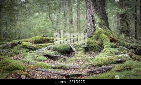 Moody ancient woodland photo with mossy roots and old trees, shot in New Zealand