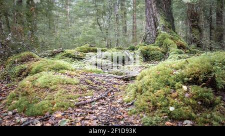 Moody woodland display with mossy roots and old trees, shot in New Zealand Stock Photo