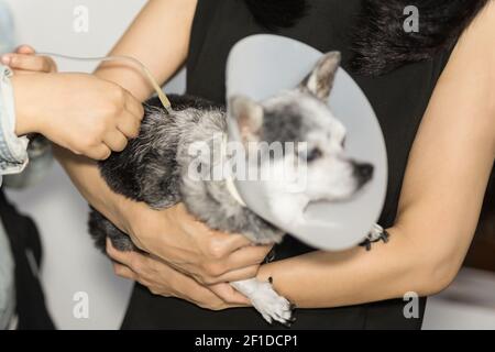 Owner sterilization on dog by saline solution for the treatment of sick dog. Stock Photo