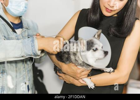 Owner sterilization on dog by saline solution for the treatment of sick dog. Stock Photo