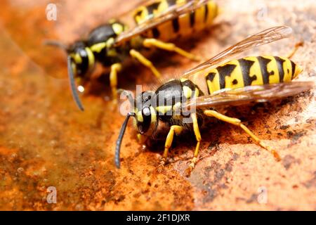 Two European Wasps, Vespula vulgaris, drinking water. Stock Photo