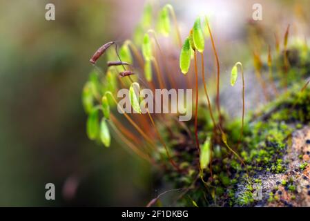 Moss on stone wall with green seed capsules. In Sussex, England, UK. Stock Photo