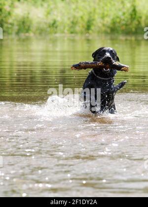 A black dog plays with a stick in the water. Stock Photo