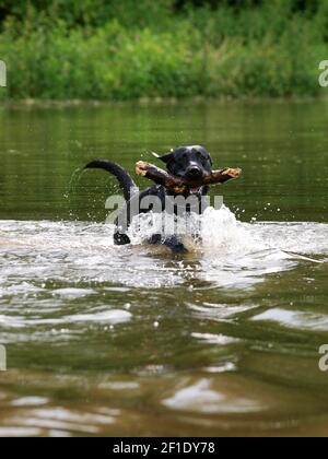 A black dog plays with a stick in the water. Stock Photo